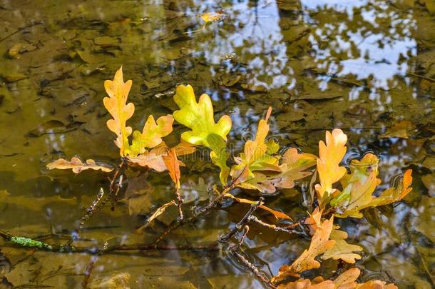 栎树黄色的树叶采用水.秋观念.