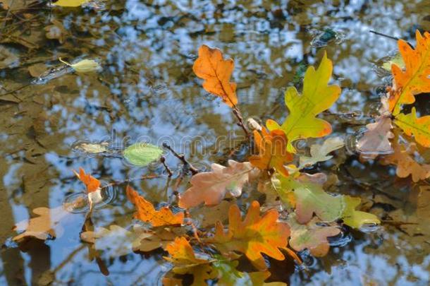 栎树黄色的树叶采用水.秋观念.