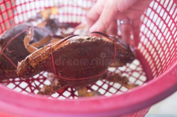 新鲜的生的海花蟹