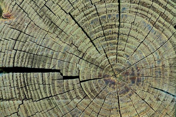满的框架关于木制的树桩质地