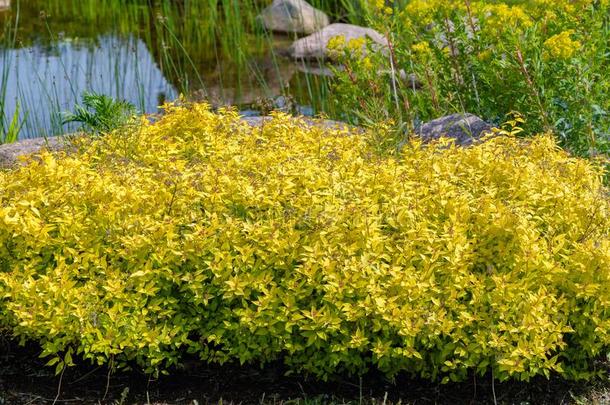 明亮的黄色的灌木关于日本人绣线菊类的植物(绣线菊类的植物日本人又叫做英文字母表的第19个字母