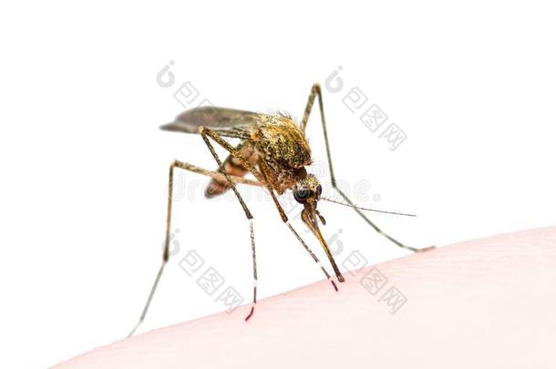 黄色的发热,疟疾或齐卡病毒被感染的蚊子虫一点