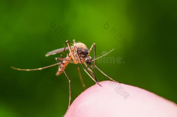 黄色的发热,疟疾或齐卡病毒被感染的蚊子虫雨衣