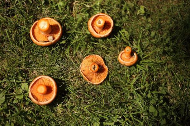 蘑菇藏红花-乳菇属熟食店,可以吃的桔子蘑菇采用