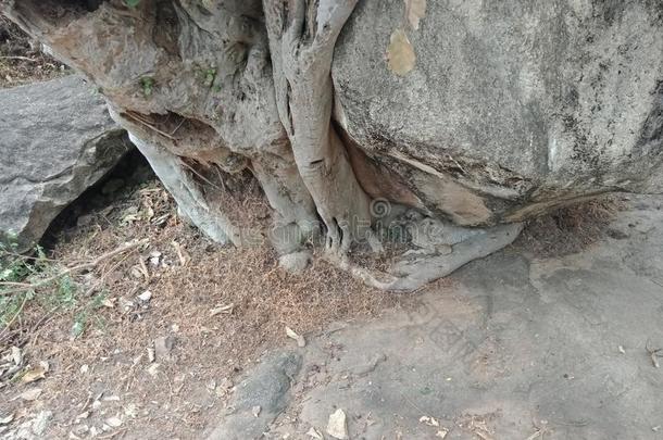 树根成年的越过大大地岩石.