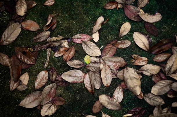 高的暴露照片关于干燥的和绿色的树叶跌倒了向湿的Colombia哥伦比亚