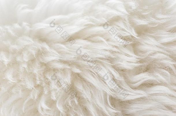 白色的自然的动物羊毛毛皮质地背景