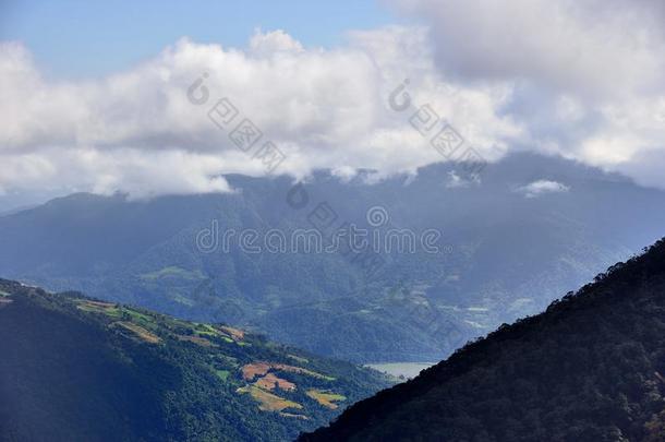 绿色的背景