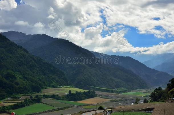 绿色的背景