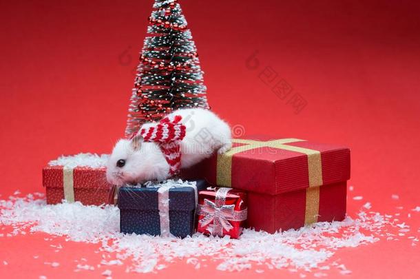 漂亮的仓鼠和围巾向红色的背景和圣诞节树一