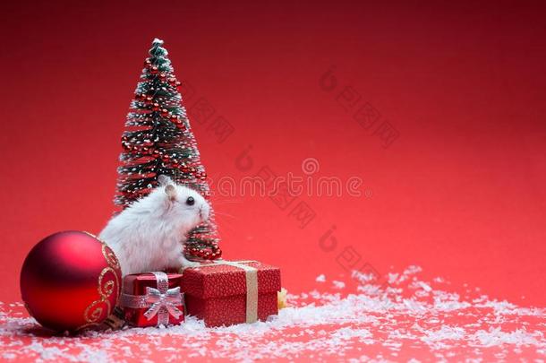 漂亮的仓鼠向红色的背景和圣诞节树和礼物