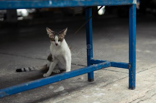 指已提到的人猫在下面一蓝色met一l长凳