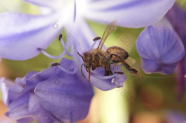 蜜蜂向淡紫色的植物