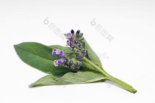 <strong>紫</strong>草科植物草花和树叶