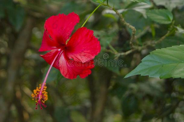 木槿花,肋反向<strong>免疫细胞</strong>粘着生物多类状态