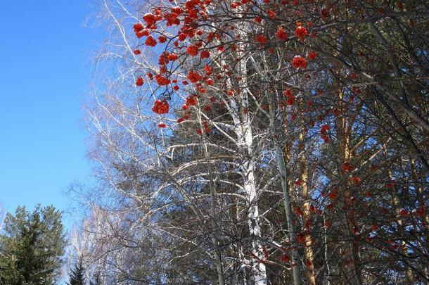 服务树,蓝色天,白色的桦树和红色的浆果