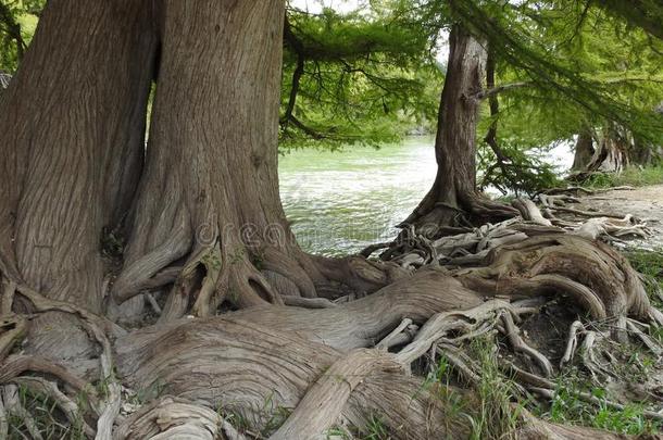 秃头的柏属植物树根向指已提到的人瓜达卢普河