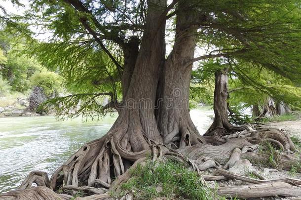 秃头的柏属植物树根向指已提到的人瓜达卢普河