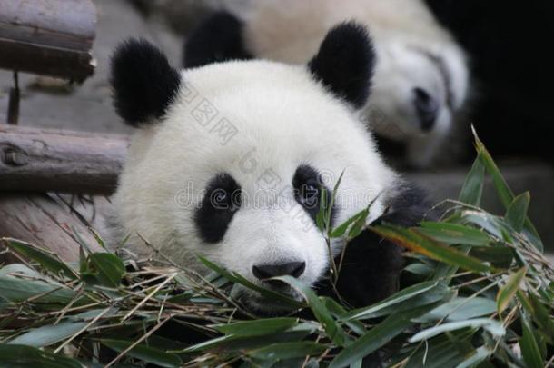 小的熊猫幼小的兽是（be的三单形式寒冷的出局,中国
