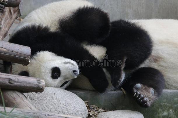 母亲熊猫和熊猫幼小的兽,成都,中国