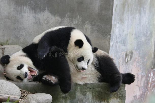 母亲熊猫和熊猫幼小的兽,成都,中国