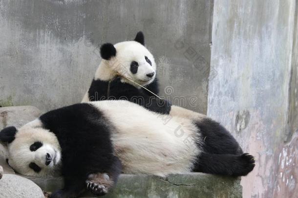 宝贵的瞬间关于母亲熊猫和她幼小的兽,成都熊猫基础,