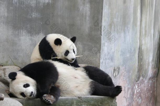 宝贵的瞬间关于母亲<strong>熊猫</strong>和她幼小的兽,<strong>成都熊猫</strong>基础,