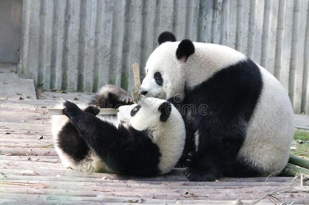 宝贵的瞬间关于母亲熊猫和她幼小的兽,<strong>成都</strong>熊猫基础,