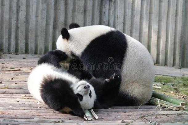 宝贵的瞬间关于母亲熊猫和她幼小的兽,成都熊猫基础,