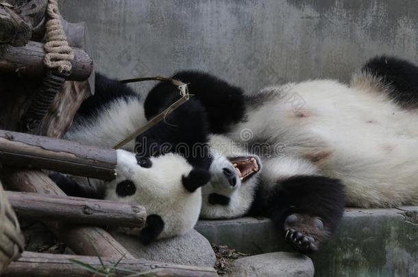 宝贵的瞬间关于母亲<strong>熊猫</strong>和她幼小的兽,<strong>成都熊猫</strong>基础,