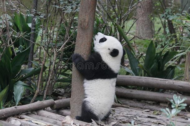 松软的熊猫幼小的兽采用成都熊猫基础,Ch采用a