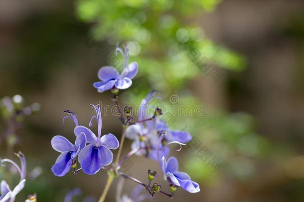 红色杨梅属蓝色开花植物,组关于花向逻辑右移指令