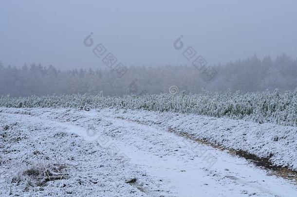 第一雪采用十一月向向日葵田