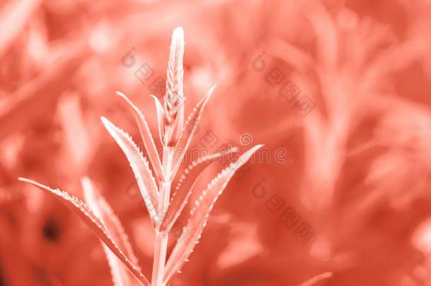 宏指令照片关于龙舌兰属植物树叶有色的采用颜色关于年2019Liv采用g