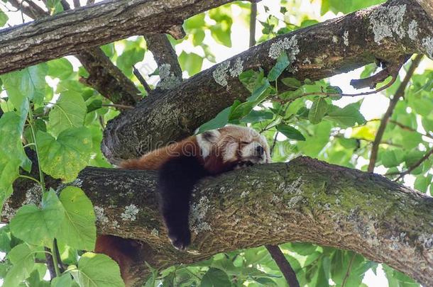 红色的熊猫小熊猫富根斯睡眠向一br一nch