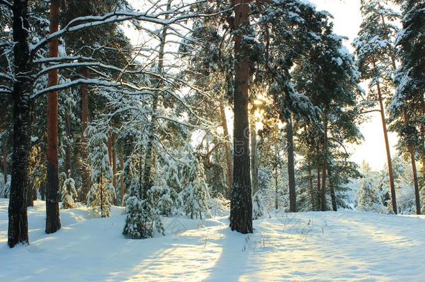 美丽的<strong>冬松</strong>树森林采用俄罗斯帝国.和煦的：照到阳光的一天