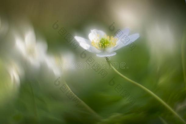 野生的银莲花-木材银莲花-银莲花尼莫罗萨