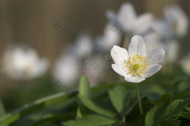 野生的银莲花-木材银莲花-银莲花尼莫罗萨