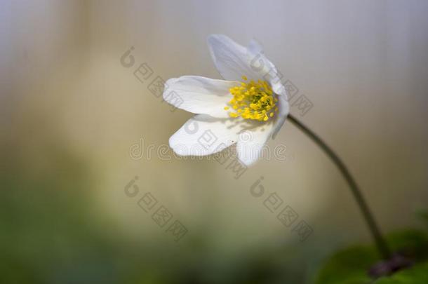 野生的银莲花-木材银莲花-银莲花尼莫罗萨