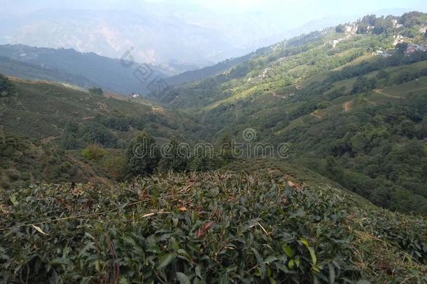 蜜月旅行向大吉岭大吉岭茶