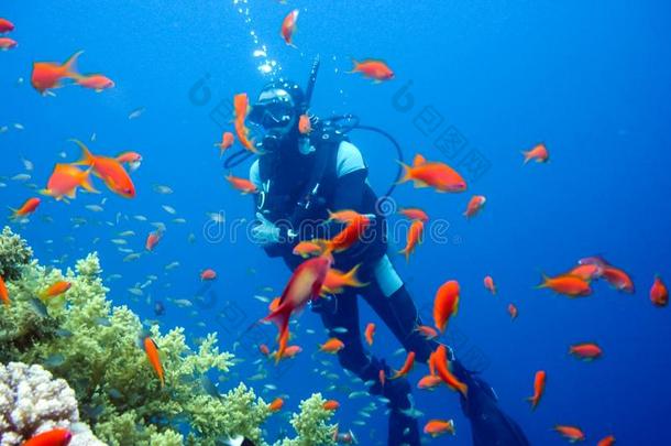 水肺潜水员越过珊瑚礁.水肺跳水