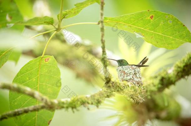 铜-隆隆的蜂鸟玛奇莉亚烟粉虱一次向窝向胸罩