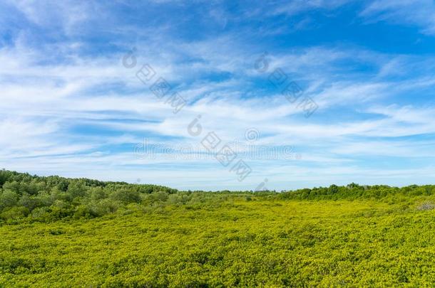 红树属树木森林赛奥普斯德坎德拉也大家知道的同样地指已提到的人<strong>金色</strong>的<strong>草地</strong>