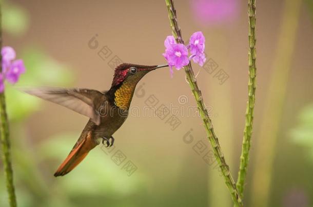 红宝石黄玉金丝桃属蚊子鸟紧接在后的向紫罗兰花