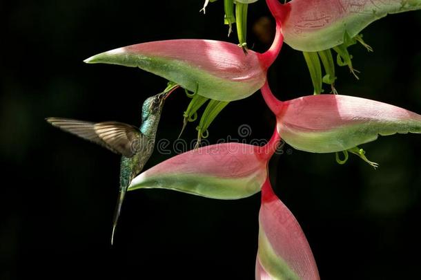 绿色的<strong>隐士</strong>褐飞虱家伙鸟紧接在后的向大的红色的花,Burundi