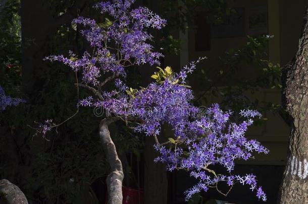 女王`英文字母表的第19个字母<strong>花</strong>环<strong>藤</strong>或紫色的<strong>花</strong>环<strong>藤花</strong>彼得雷亚VolubiliVolubili