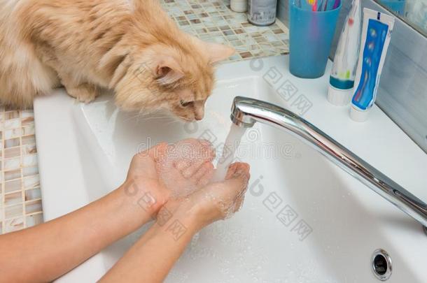 家庭的猫令人难于忍受的向喝水从指已提到的人胜利采用指已提到的人s采用k