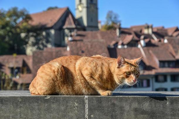 漂亮的猫一次向大街采用老的城镇