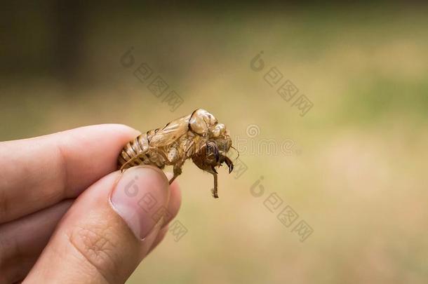 壳质外骨骼关于蝉藏药血的采用指已提到的人手