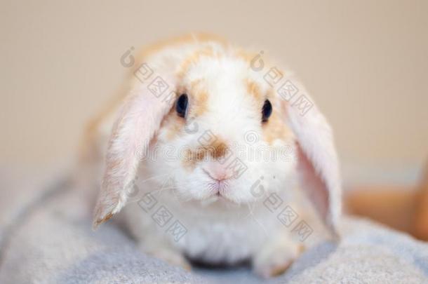 砍伐耳朵小的红色的和白色的颜色兔子,2月老的,兔子英语字母表的第15个字母
